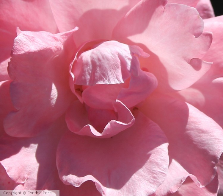 Pink Rose