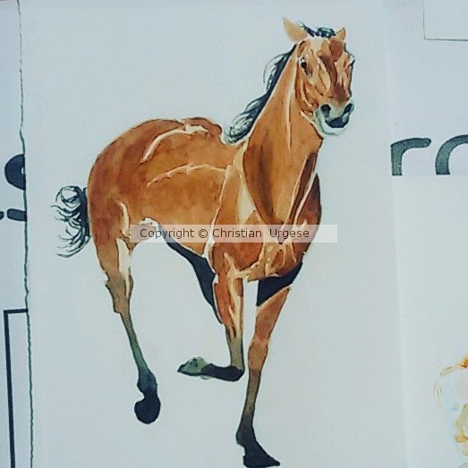 Horse runs