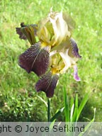 Summer Iris