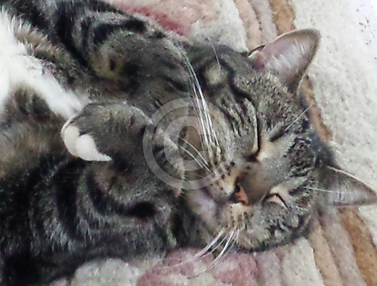 Sweet dreams