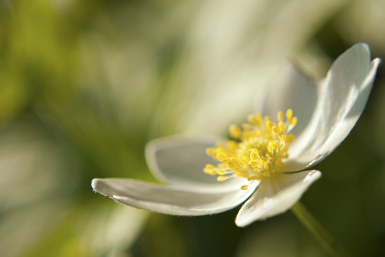 Fade into Green Macro Flower Photography