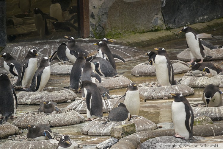 Edinburgh Zoo