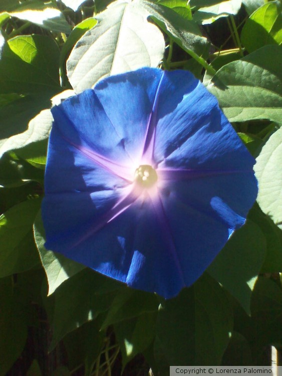 Morning Glory