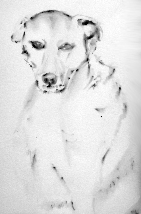 Scotty Drawing