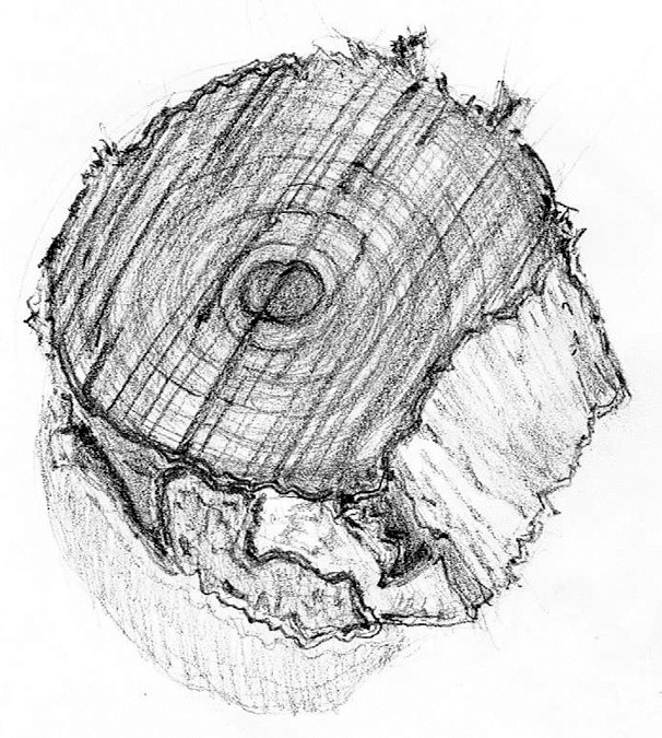 Wood Chip Drawing