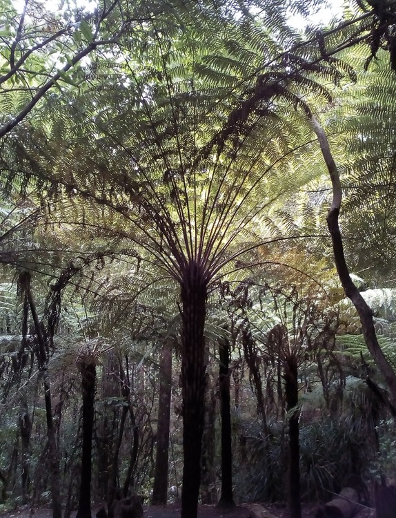 Fern canopy