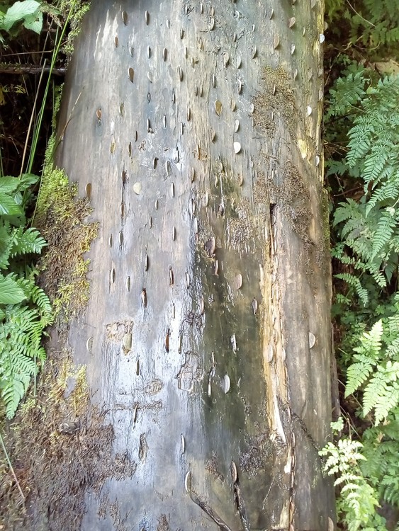 Money tree