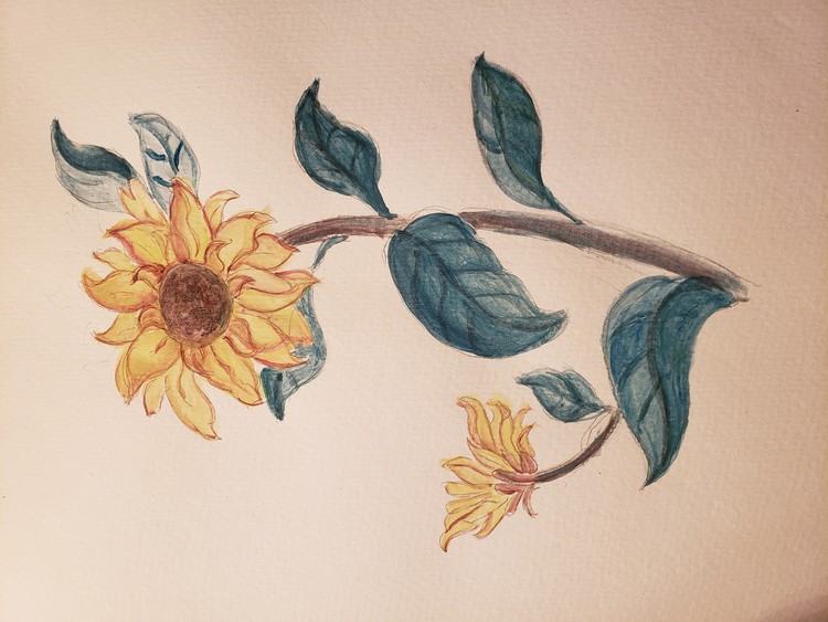 Sunflower 