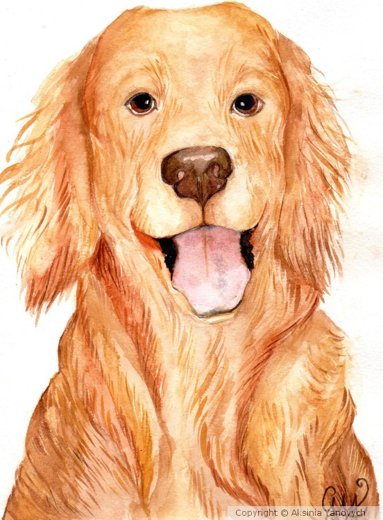 Golden Retriever