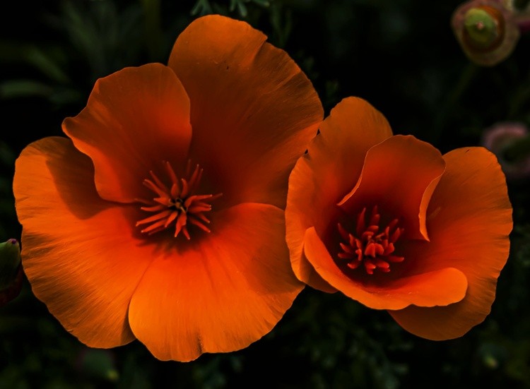 California Poppies - April 26 2025