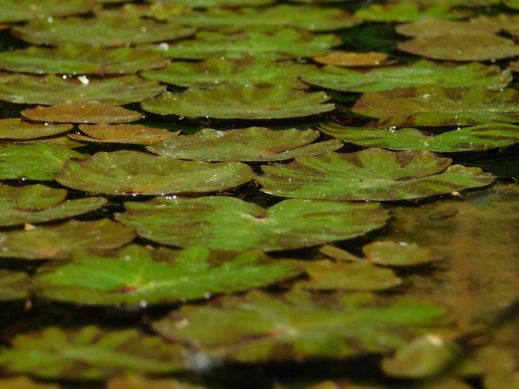 Lillies of the Temple