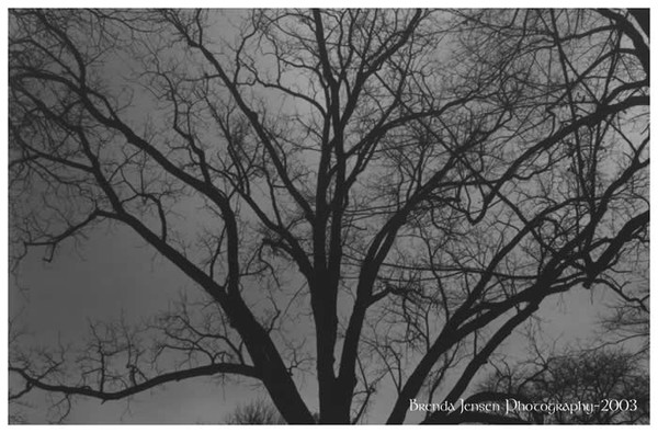 Tree # 3