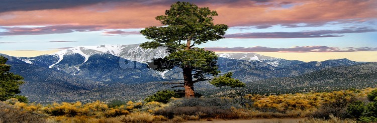 Lone Tree