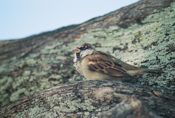 hello birdie