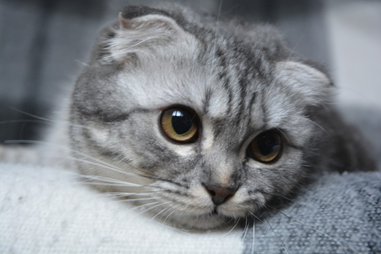 cute cat