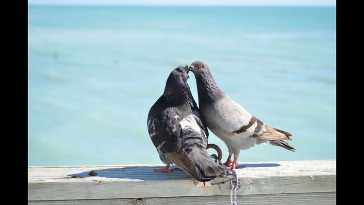 True Love 