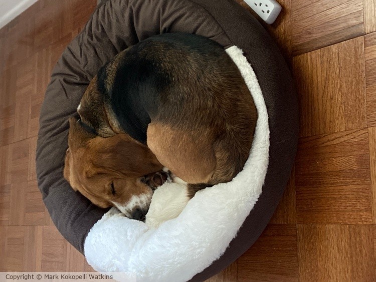 “Baby Beagle Nap,” ©2022