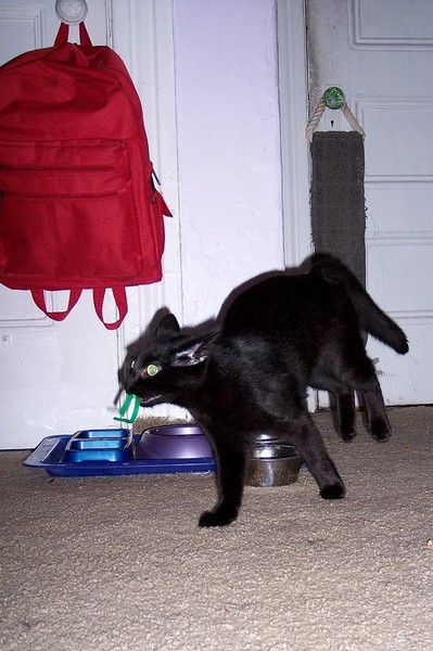 Psycho Kitty