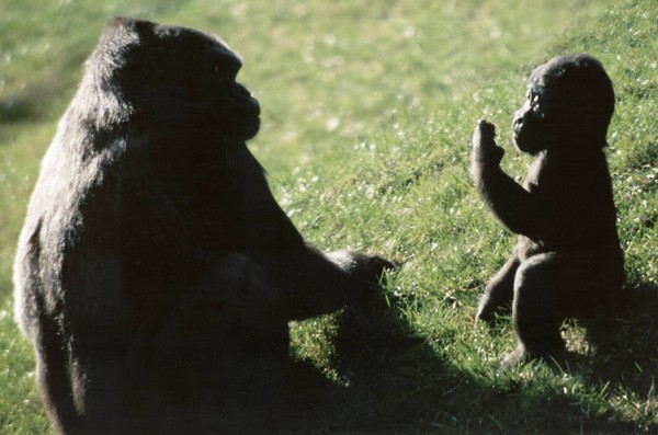 mother and baby gorilla