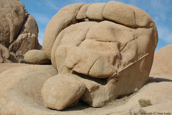 In Jumbo Rocks