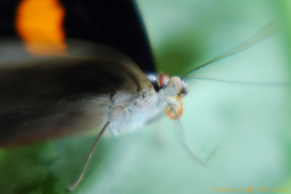 Somewhat Abstract Moth