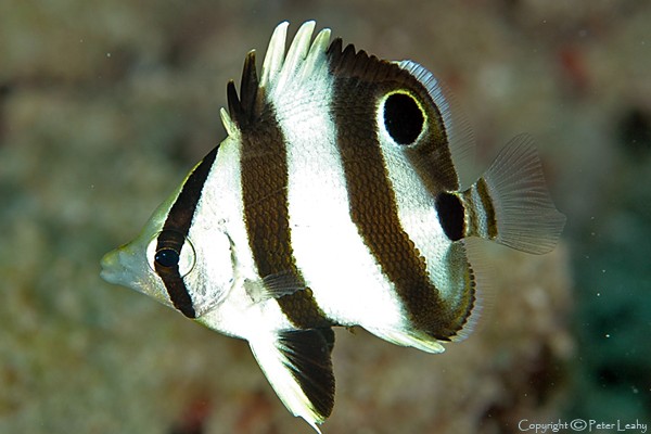 Juvenille Banded Butterflyfish
