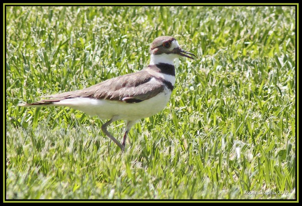 Killdeer