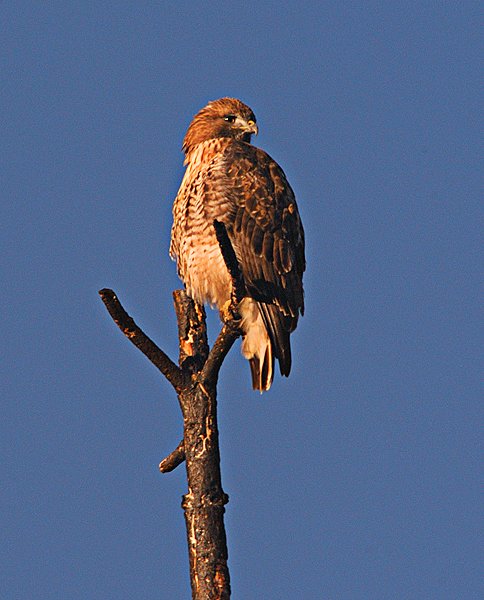 Red-Tail