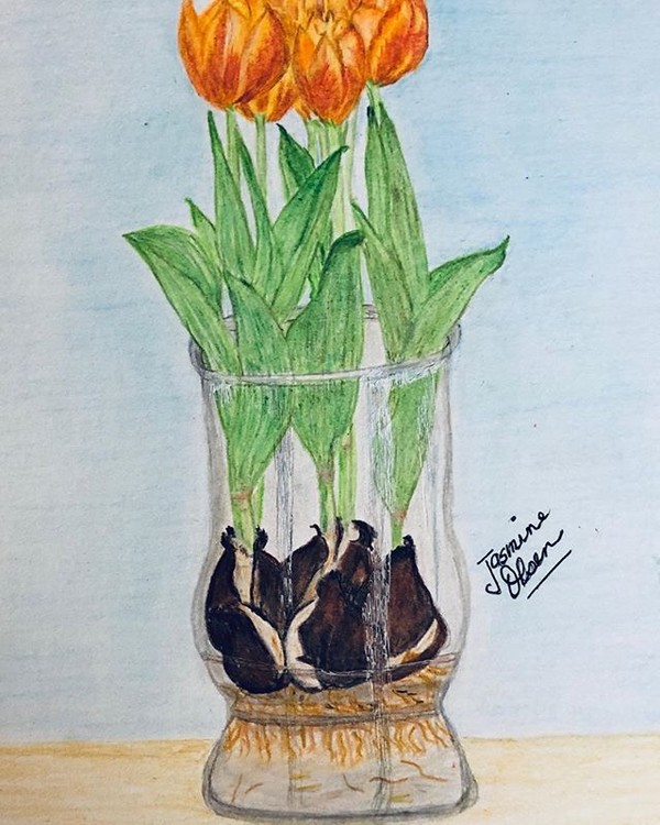 Tulips