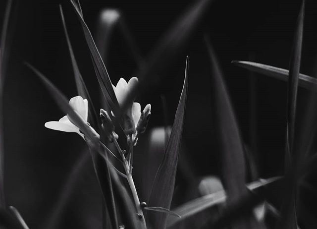 By the creek 13photography photographer eyeem eyeemphoto bw bwphotography nature closeup creek flowe