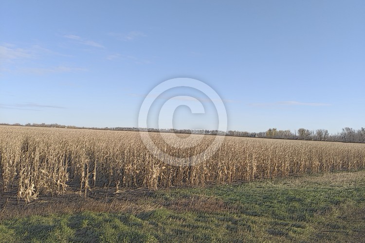 Fall Corn field pencil