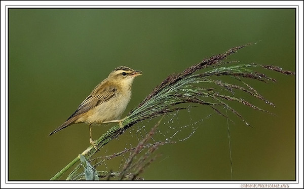 Sedge Warbler