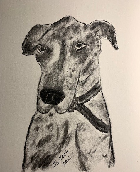 Great Dane