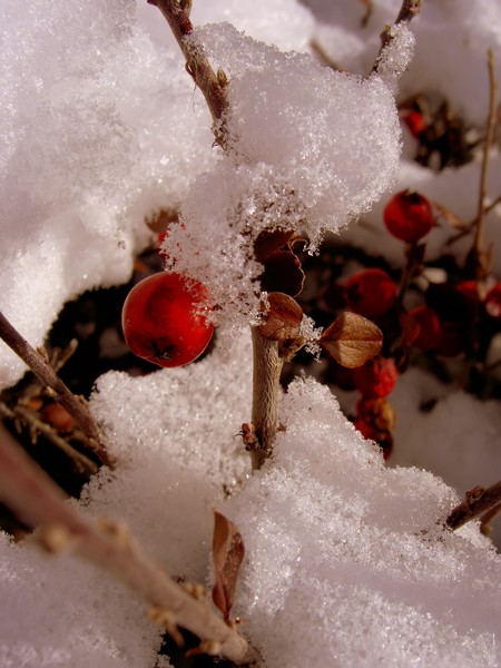 Snow Cherries