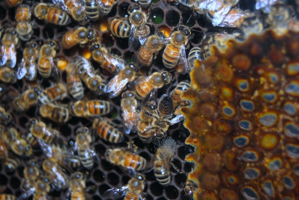 Busy Bees