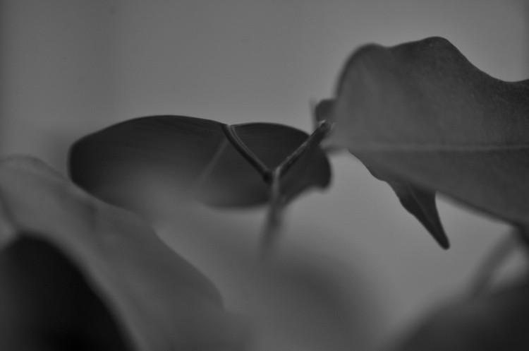 DSC 5111 00001