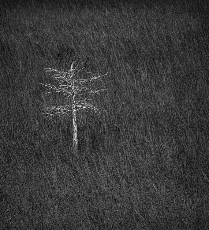 THE LONELY