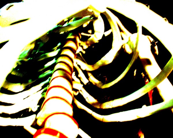 Bones
