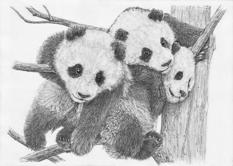 Panda Tree