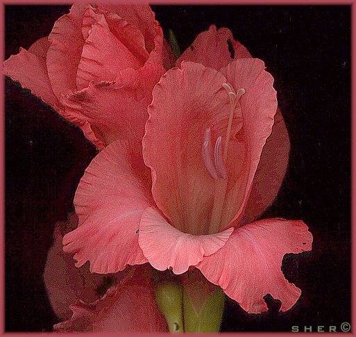 ...gladiola passion