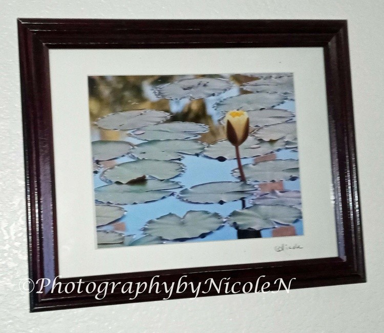 Framed FLW Waterlillies Yellow 1A