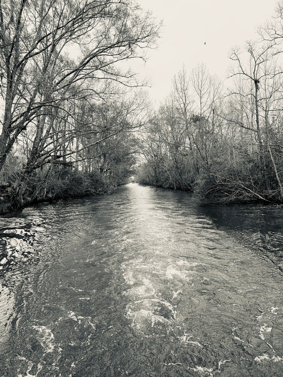 Swamp Alley