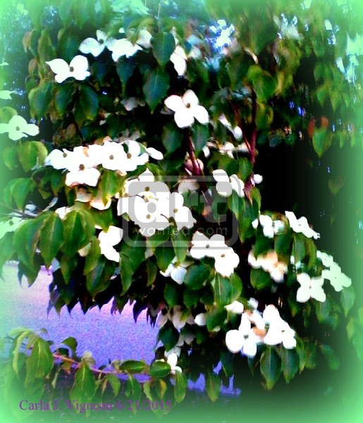 Abloom