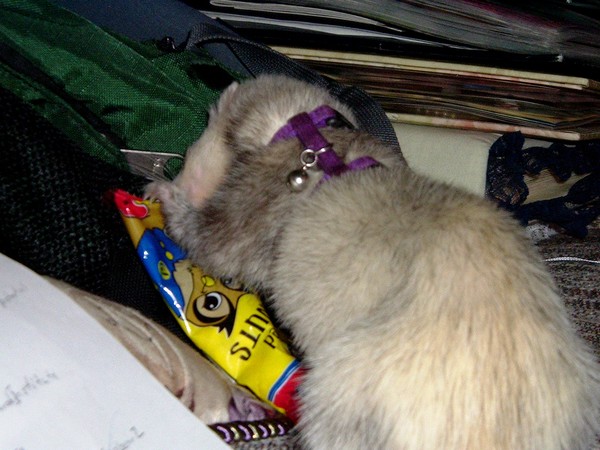 Snack Attack