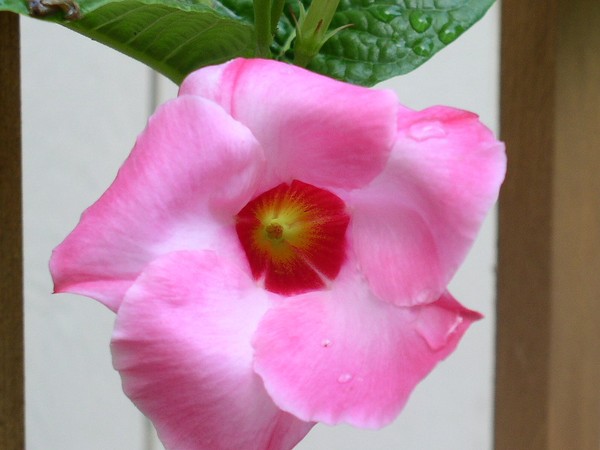 New Pink Flower