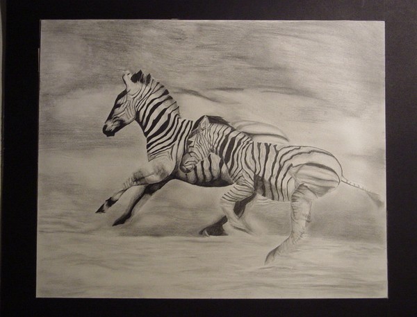 The Speed of a black and white animal