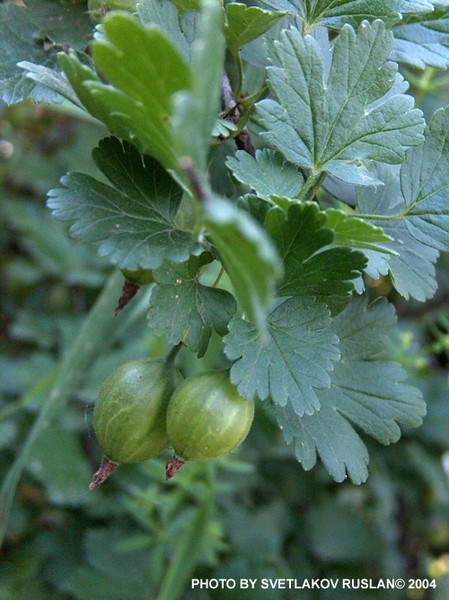 Gooseberry.