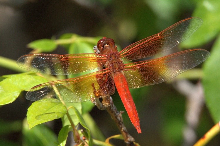 Flame Skimmer Dragonfly 