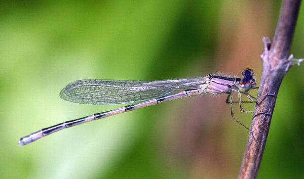 DamselFly