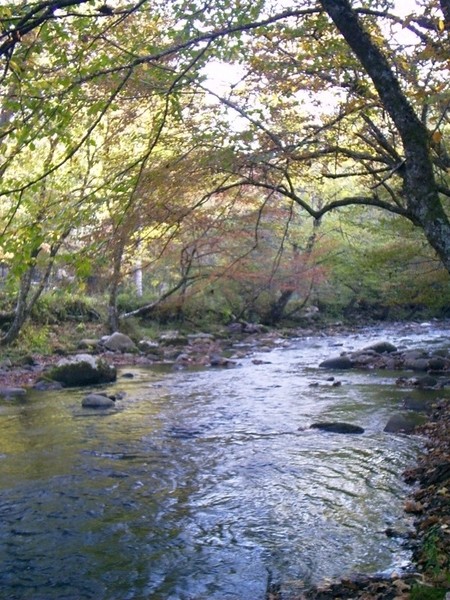 Cataloochee Valley stream
